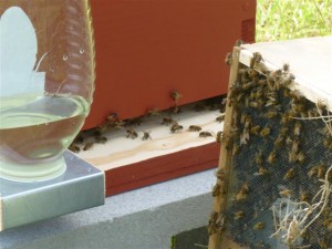 Placing Bees in Hive