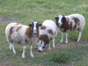 Ewes Jacob Sheep (1)