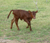 cattle-heifer