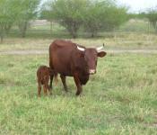 cattle-mom-and-heifer