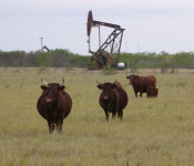 cattle-oil-well