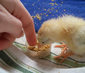 chick