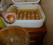 chickens-incubator