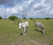 donkeys-oil-well