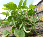 garden-beans