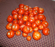 garden-tomatoes