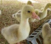 geese-babies
