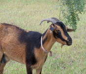 goat-sci-2