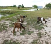 goats-female-mix