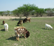 goats-males-mix