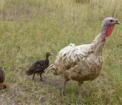 turkey-chocolate-hen