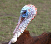 turkey-tom