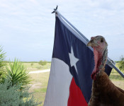 turkey-with-flag