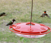 wildlife-hummngbirds