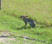 wildlife-jack-rabbit