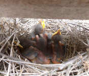 wildlife-mockingbirds