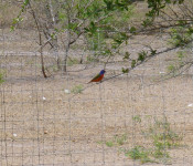 wildlife-painted-bunting