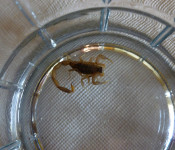 wildlife-scorpion