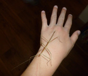 wildlife-walking-stick