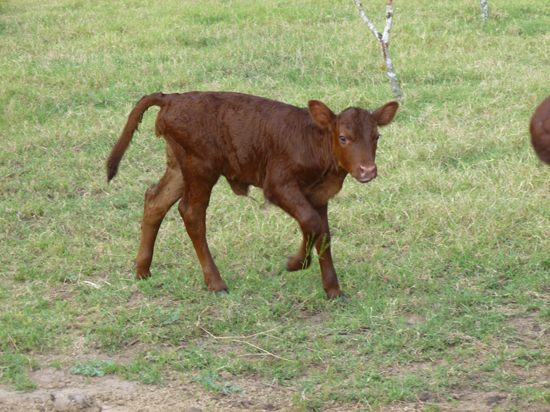 cattle-heifer