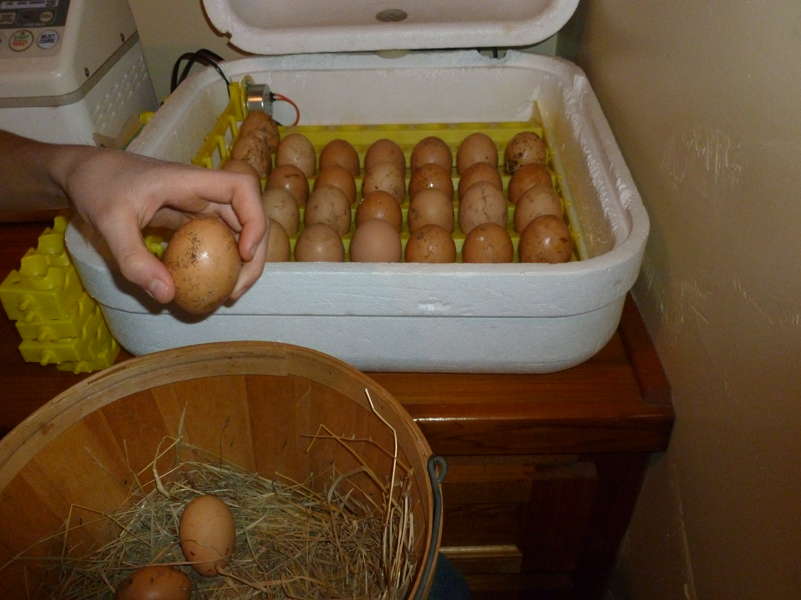 chickens-incubator