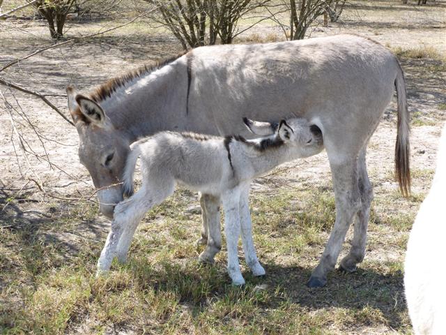 donkeys-nursing