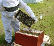 bees-working-2