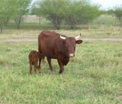 cattle-mom-and-heifer