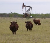 cattle-oil-well