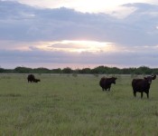 cattle-pasture