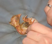 chick-hatching
