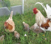 chickens-mixed