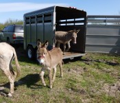 donkeys-arriving