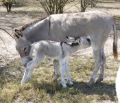 donkeys-nursing