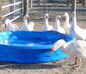 geese-pool