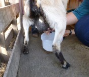 goat-milking