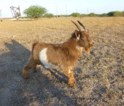goat-nigerian