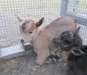 goats-baby-mixed