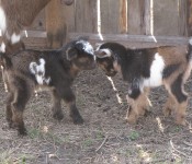 goats-baby-nigerian