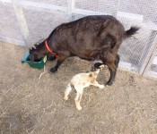 goats-nursing