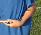 snake-checkered-garter
