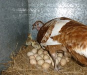 turkey-with-chicks-and-eggs