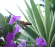 wildlife-bee