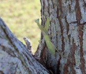 wildlife-praying-mantis