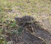 wildlife-texas-horned-lizard