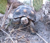 wildlife-tortoise