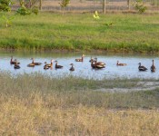 wildlife-whistling-ducks
