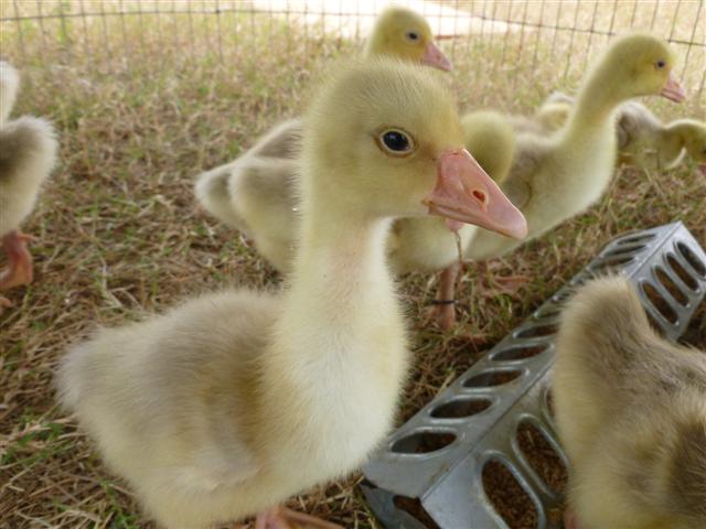 geese-babies
