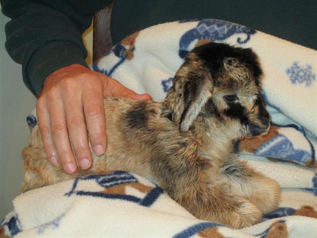 goat-baby-born
