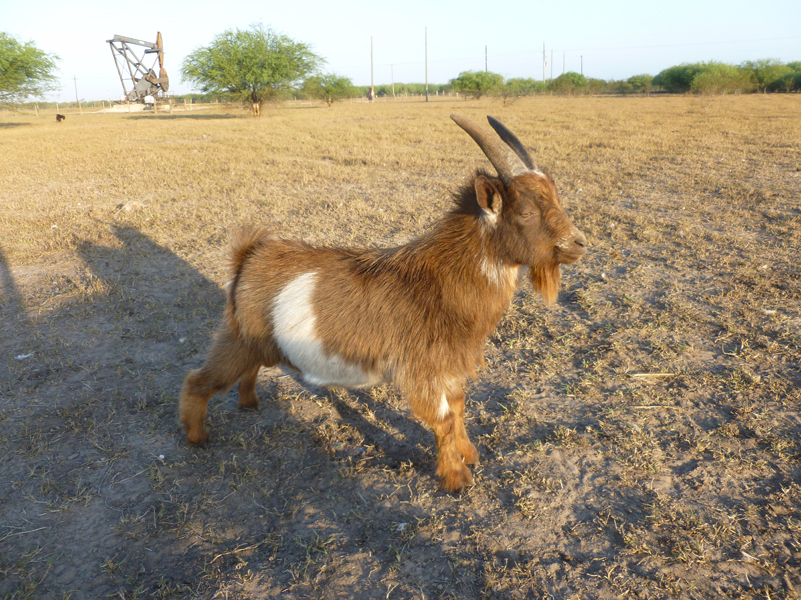 goat-nigerian